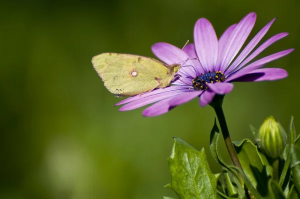 stock image Butterfly on flower