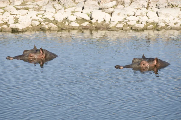 Hippopotamus in lake — Stock Photo, Image