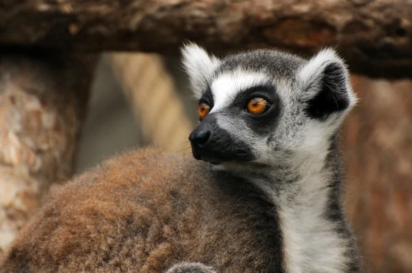 Ring Tail Lemur Royalty Free Stock Photos