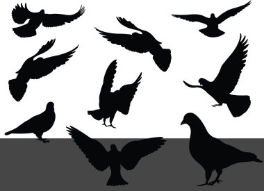 Güvercin silhouettes