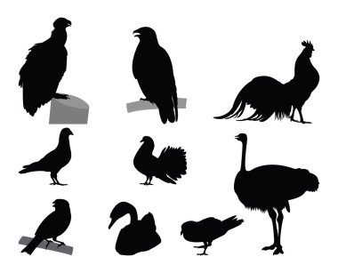 farklı tür kuş siluet