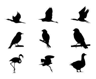 Different kind bird silhouette clipart