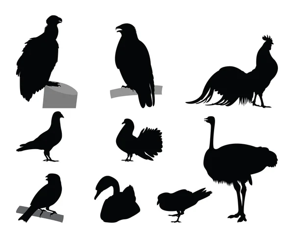 不同种类的鸟剪影 — 图库矢量图片