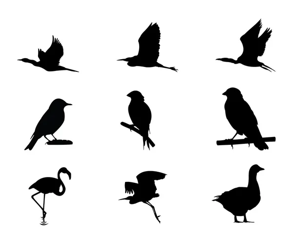 Diferentes tipos de silueta de aves — Vector de stock