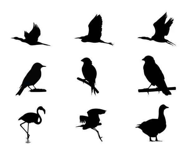 Silhouette d'oiseau différente — Image vectorielle