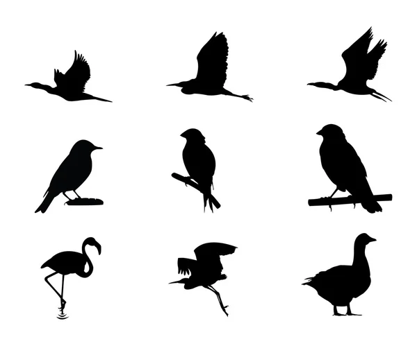 Силуэт птиц разного вида — стоковый вектор