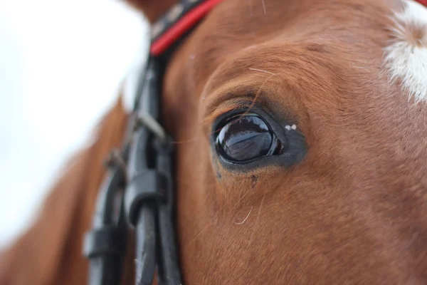Кінь очей — стокове фото