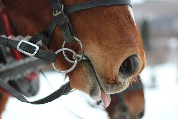Кінь з почуттям гумору — стокове фото