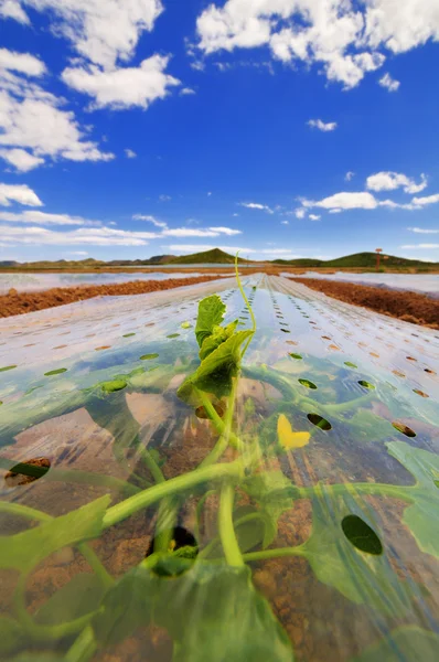 cloches altında büyüyen