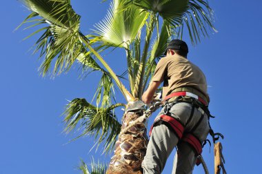 Pruning a Palm Tree clipart