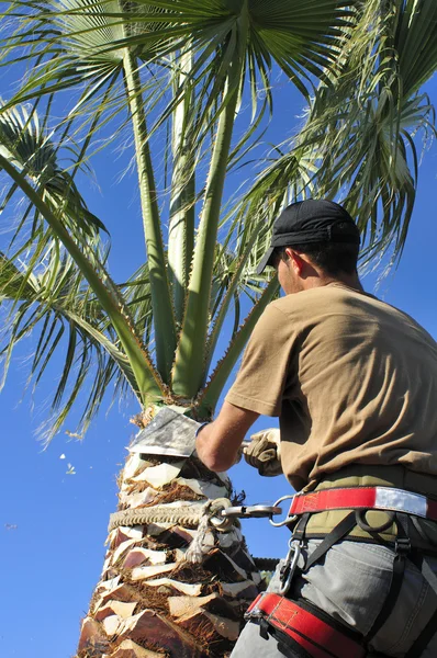 Sebuah Arborist Prunes the Top of a Palm Tree Trunk — Stok Foto