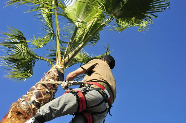 Cirujano de árbol en el trabajo en una palmera — Foto de Stock