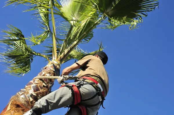 在工作上一棵棕榈树的树外科医生 免版税图库图片