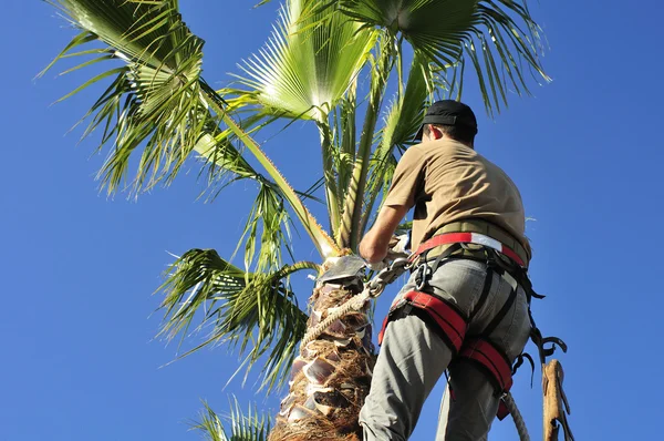 Beskärning en Palm Royaltyfria Stockbilder