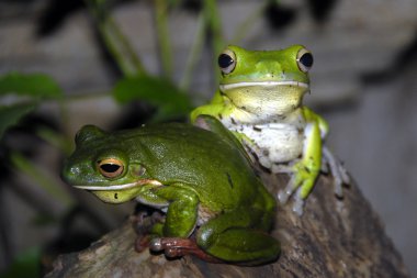 Two frogs clipart