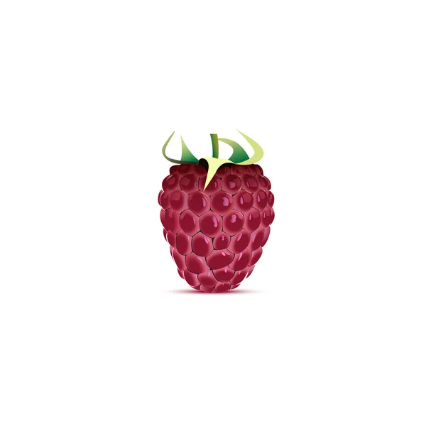 Raspberry vector illustration — Stock Vector