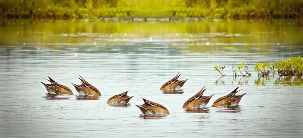 stock image Ducks diving for food, without attention