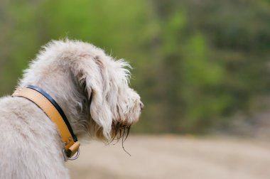 Beautiful big grey pointer dog gazing out clipart