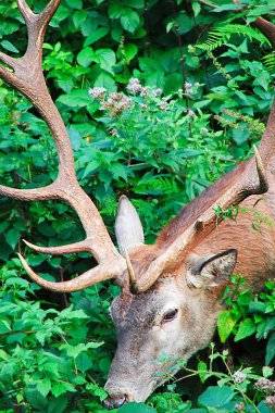 Kızıl geyik (cervus elaphus baş detay)