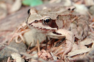 Brown frog in a forest clipart