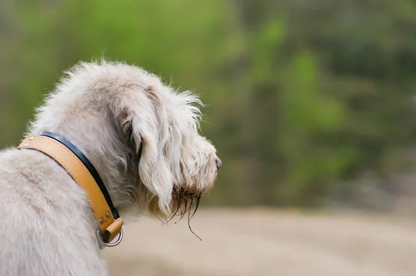 Beautiful big grey pointer dog gazing out — Stock Photo, Image