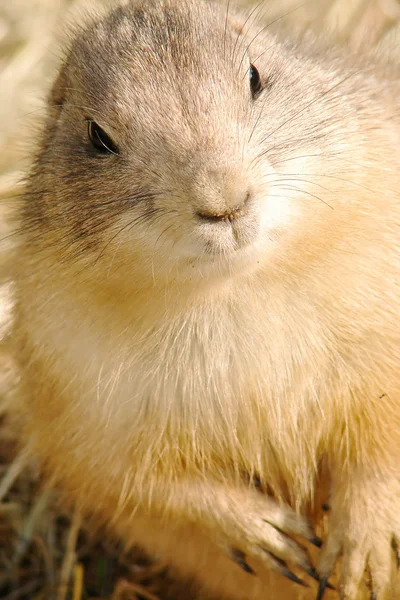 Detail of Marmot face — Stock Photo, Image