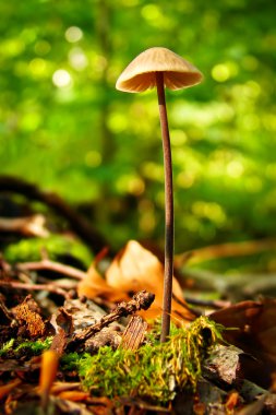 Mushroom in forest clipart