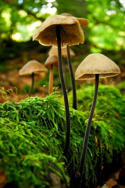 Mushrooms in forest clipart