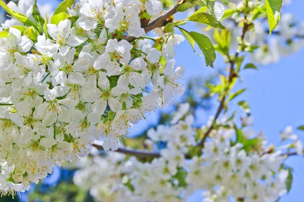 Bloem boom als floral achtergrond — Stockfoto