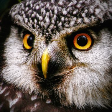 Hawk-owl portrait clipart