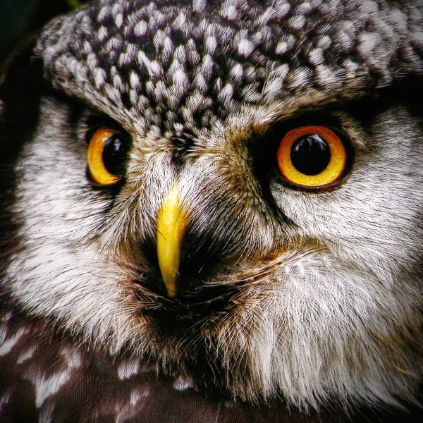 stock image Hawk-owl portrait