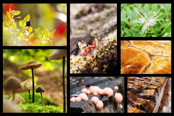 Nature Collage — Stock Photo, Image