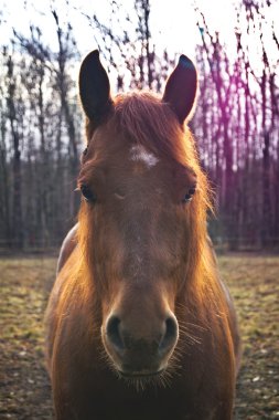 Horse head clipart