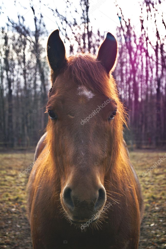 Horse head