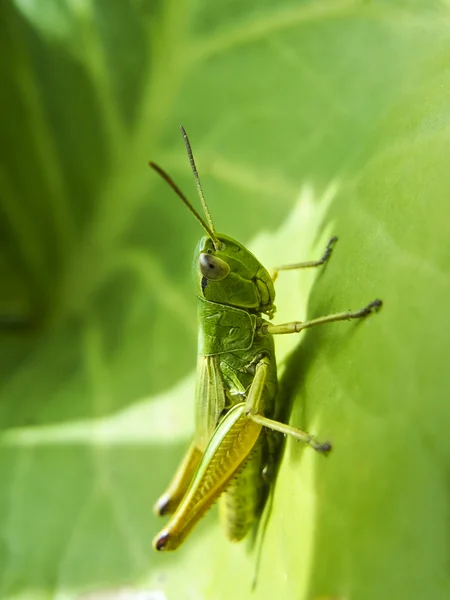 Meadow grasshopper, Chorthippus parallelus — Stock Photo, Image