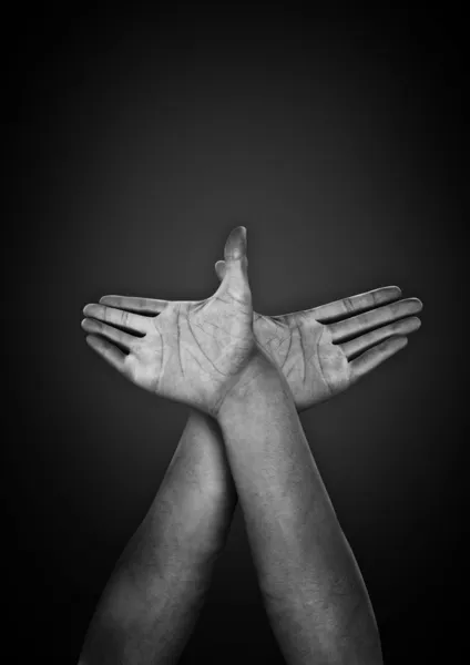 CG hands forming dove — Stock Photo, Image