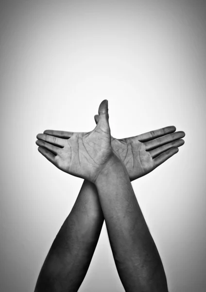 Stock image CG hands forming dove