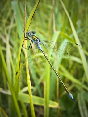 Kızböcekleri lestes virens