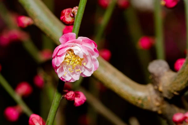 Švestkový květ — Stock fotografie