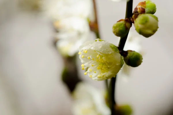 Švestkový květ — Stock fotografie