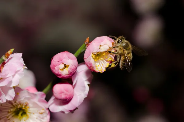 stock image Plum blossom