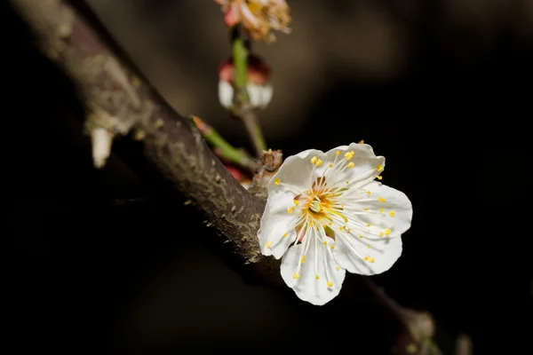 stock image Plum blossom