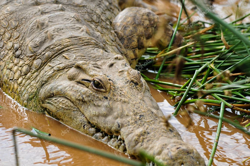 Big Nil Krokodile Stock Photo By C Heldf 10016763