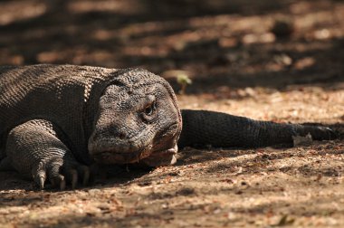 Komodo Ejderi