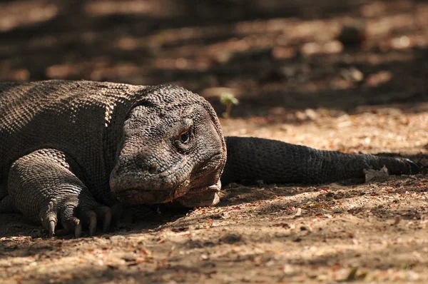 stock image Komodo Dragon