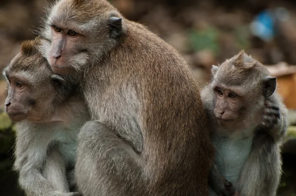 Monos en el Bosque del Mono Santo Imagen de archivo