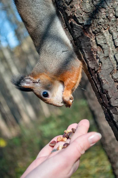 Stock image Squirrel