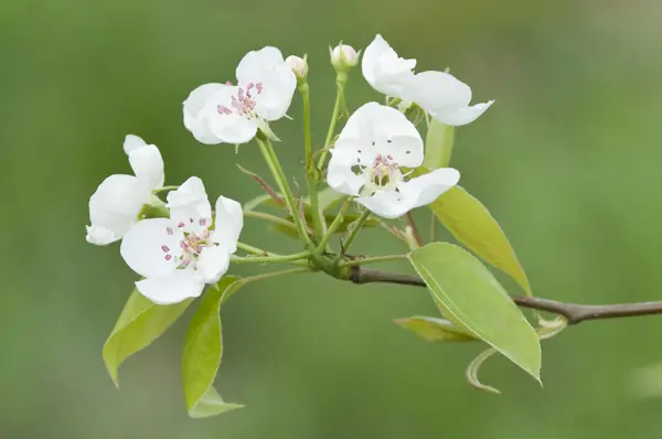 Apple tree blossoming — Stock Photo, Image