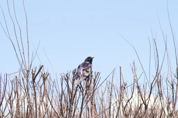 Bird on a bush — Stock Photo, Image
