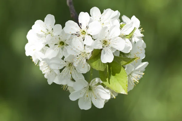 Cherry tree blossoming — Stock Photo, Image